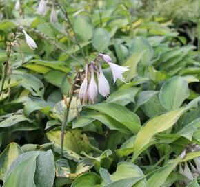 Bohyška 'Paul's Glory' - Hosta 'Paul's Glory'