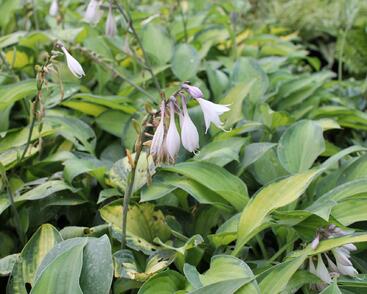 Bohyška 'Paul's Glory'