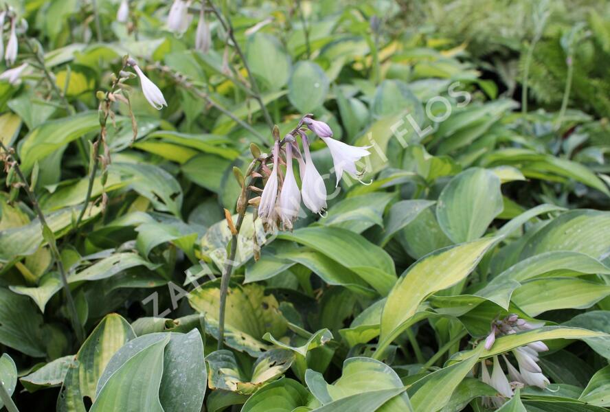 Bohyška 'Paul's Glory' - Hosta 'Paul's Glory'