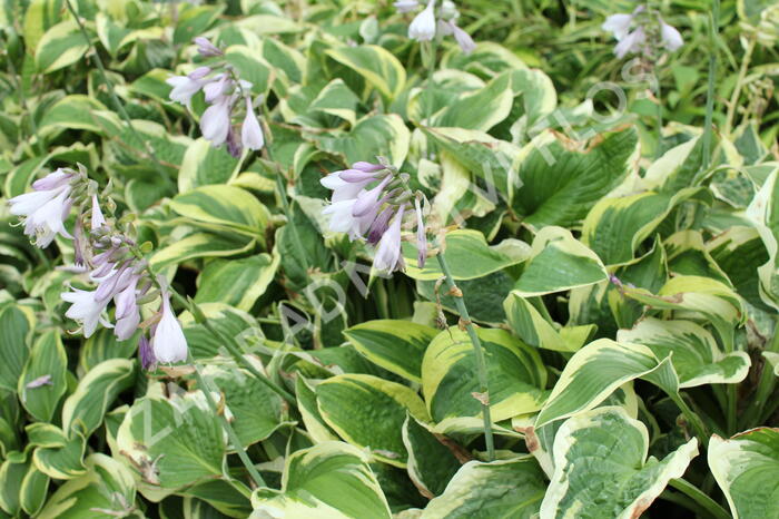 Bohyška 'Mama Mia' - Hosta 'Mama Mia'