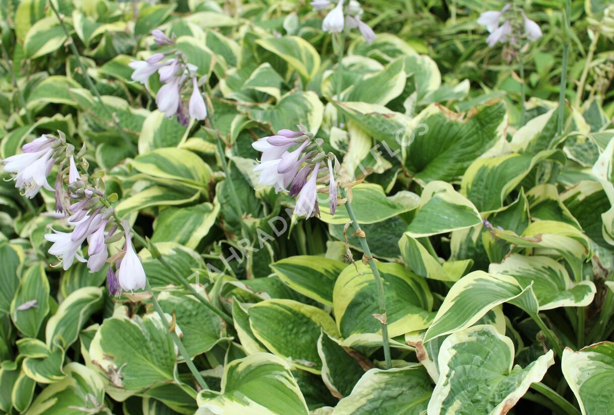 Bohyška 'Mama Mia' - Hosta 'Mama Mia'