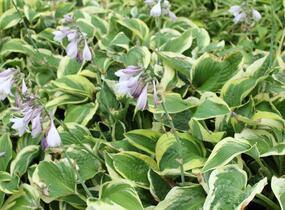 Bohyška 'Mama Mia' - Hosta 'Mama Mia'