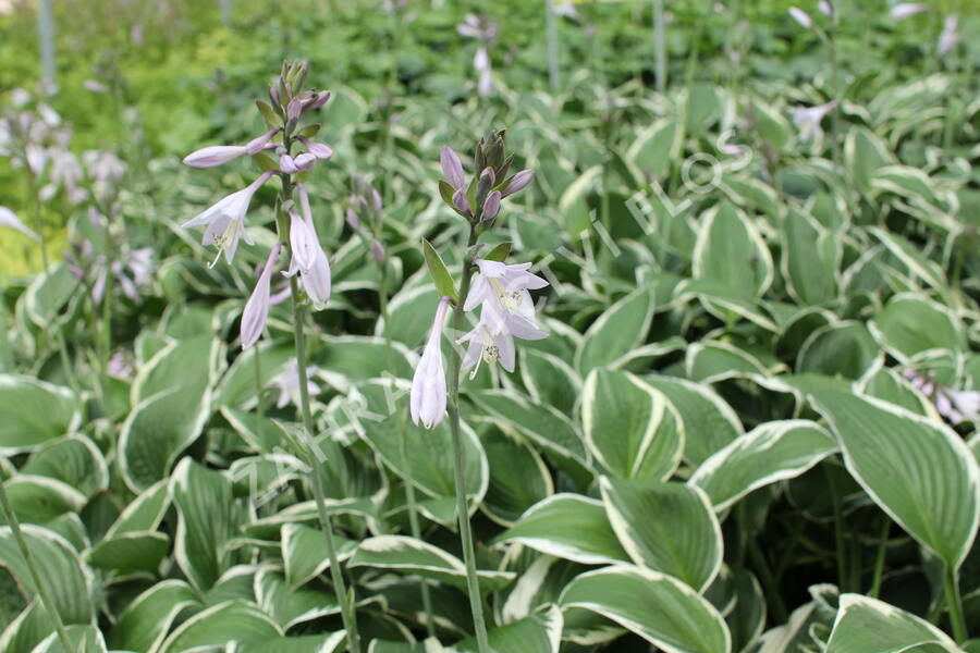 Bohyška 'Paradise Expectations' - Hosta 'Paradise Expectations'