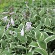 Bohyška 'Paradise Expectations' - Hosta 'Paradise Expectations'