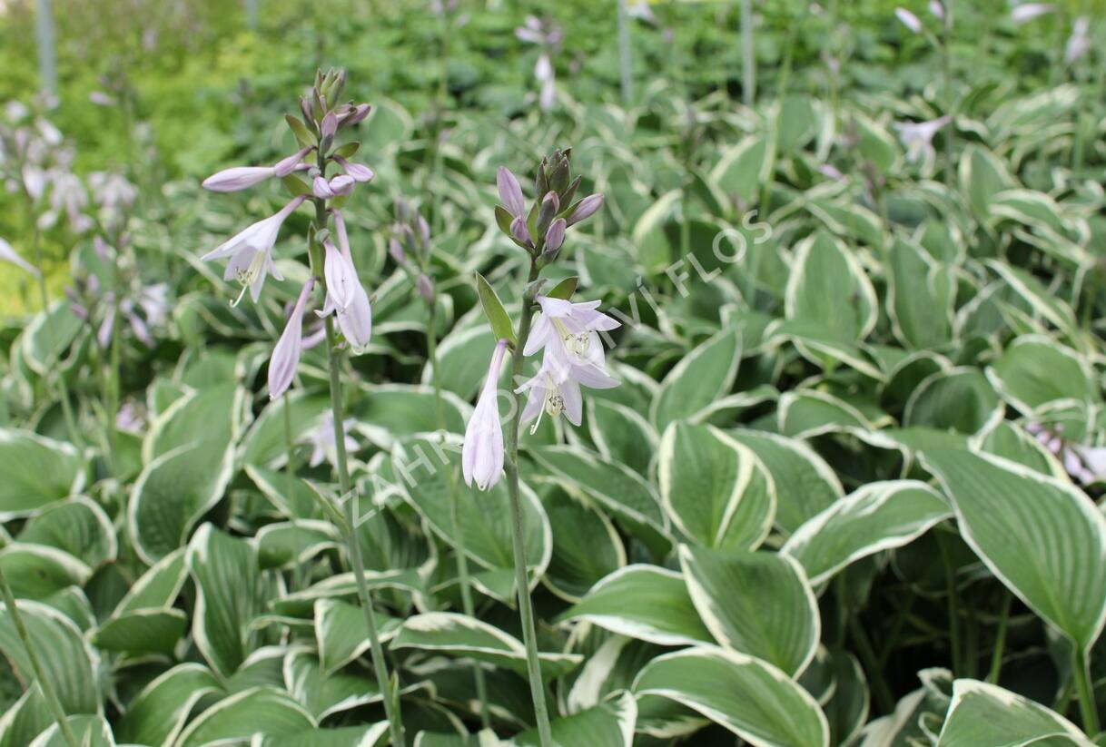 Bohyška 'Paradise Expectations' - Hosta 'Paradise Expectations'