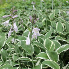 Bohyška 'Paradise Expectations' - Hosta 'Paradise Expectations'