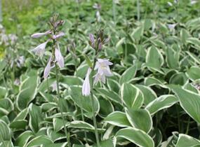 Bohyška 'Paradise Expectations' - Hosta 'Paradise Expectations'