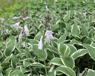 Bohyška 'Paradise Expectations'