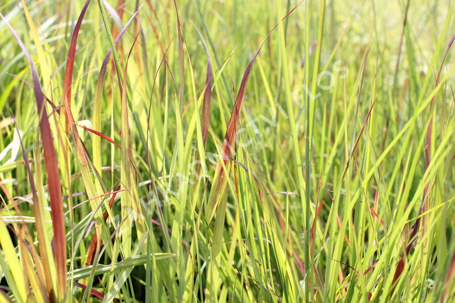 Proso prutnaté 'Sangria' - Panicum virgatum 'Sangria'