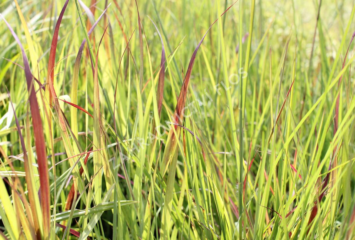 Proso prutnaté 'Sangria' - Panicum virgatum 'Sangria'