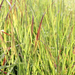 Proso prutnaté 'Sangria' - Panicum virgatum 'Sangria'