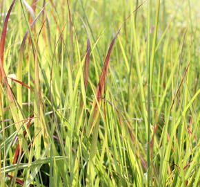 Proso prutnaté 'Sangria' - Panicum virgatum 'Sangria'