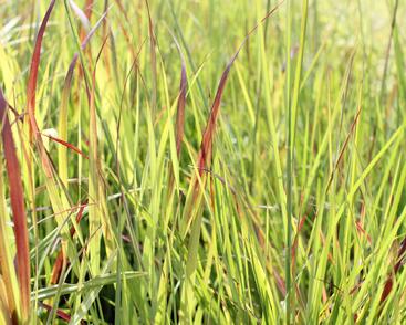 Proso prutnaté 'Sangria'