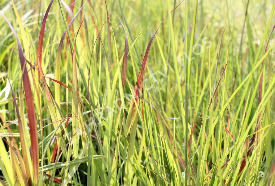 Proso prutnaté 'Sangria' - Panicum virgatum 'Sangria'