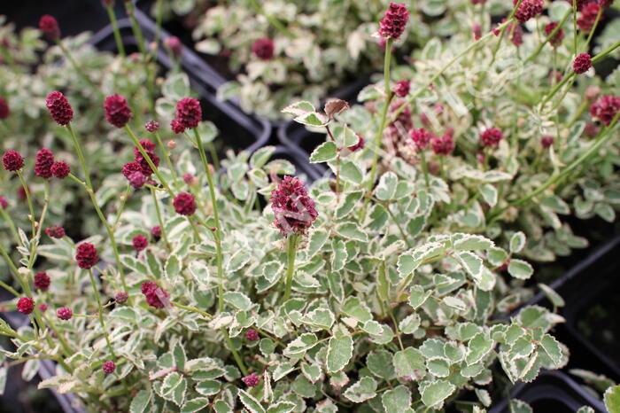 Krvavec toten 'Little Angel' - Sanguisorba officinalis 'Little Angel'