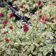 Krvavec toten 'Little Angel' - Sanguisorba officinalis 'Little Angel'