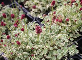 Krvavec toten 'Little Angel' - Sanguisorba officinalis 'Little Angel'