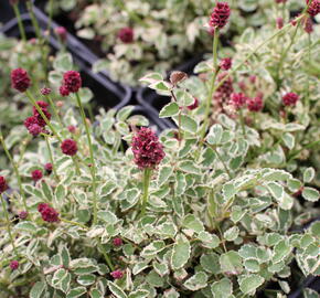 Krvavec toten 'Little Angel' - Sanguisorba officinalis 'Little Angel'