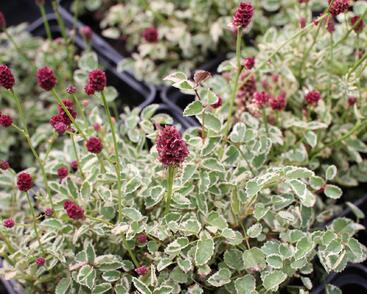 Krvavec toten 'Little Angel'