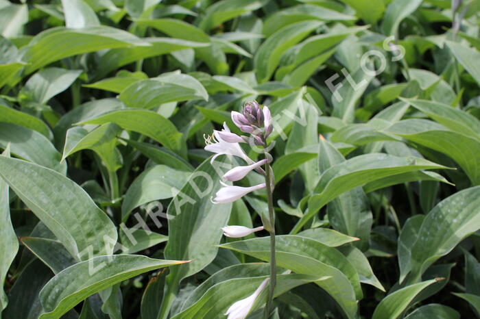 Bohyška 'Marmalade on Toast' - Hosta 'Marmalade on Toast'