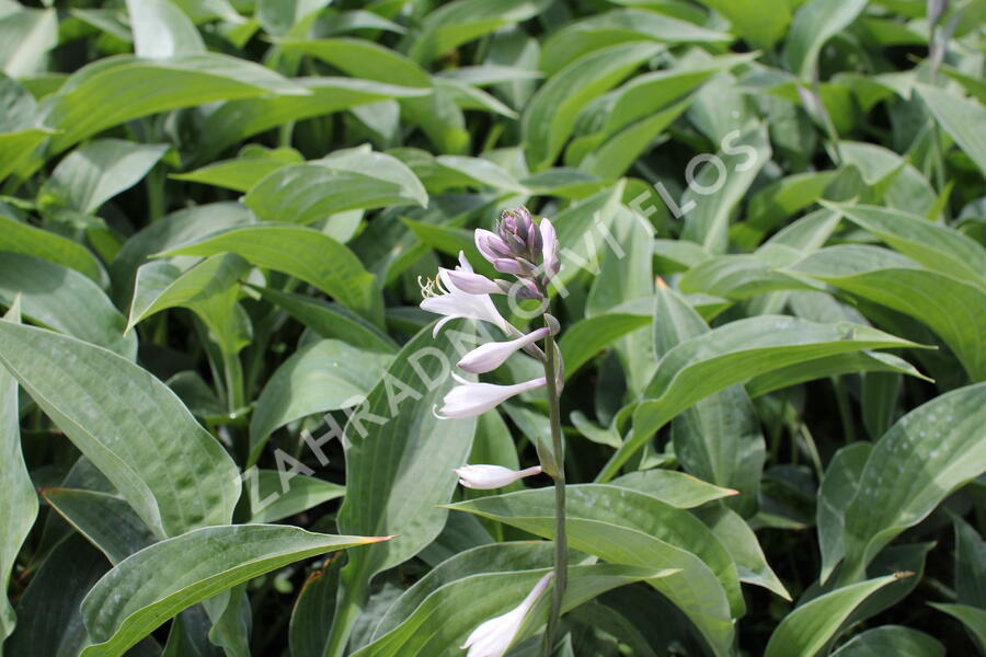 Bohyška 'Marmalade on Toast' - Hosta 'Marmalade on Toast'