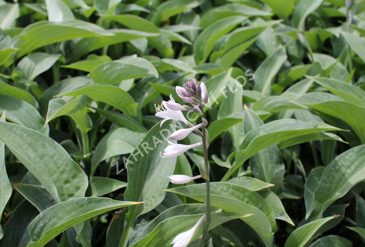 Bohyška 'Marmalade on Toast' - Hosta 'Marmalade on Toast'