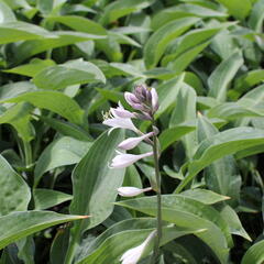 Bohyška 'Marmalade on Toast' - Hosta 'Marmalade on Toast'