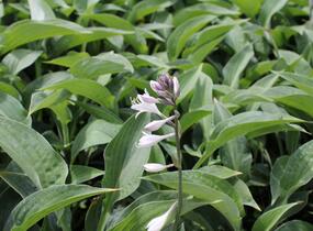 Bohyška 'Marmalade on Toast' - Hosta 'Marmalade on Toast'