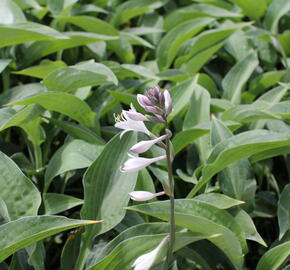 Bohyška 'Marmalade on Toast' - Hosta 'Marmalade on Toast'