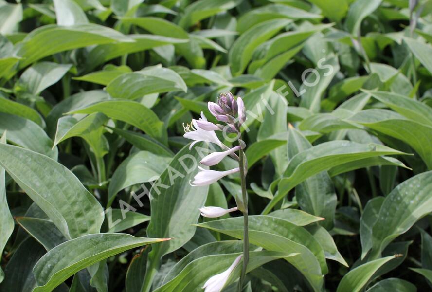 Bohyška 'Marmalade on Toast' - Hosta 'Marmalade on Toast'