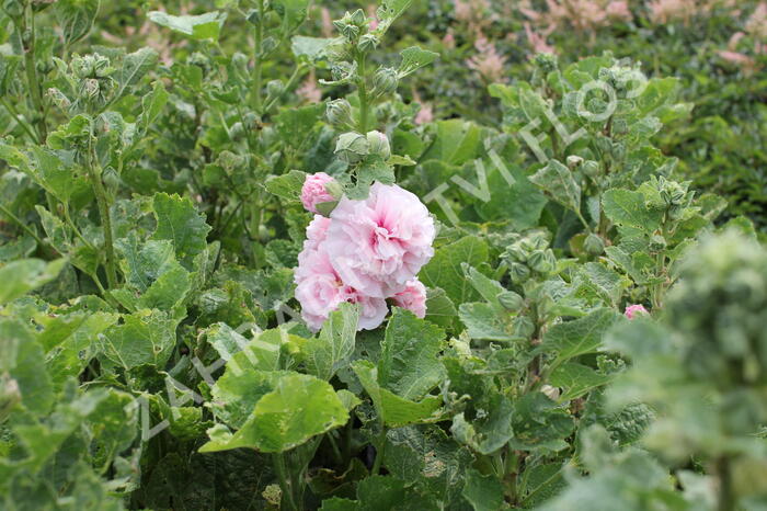 Topolovka růžová 'Chater's Pink' - Alcea rosea plena'Chater's Pink'