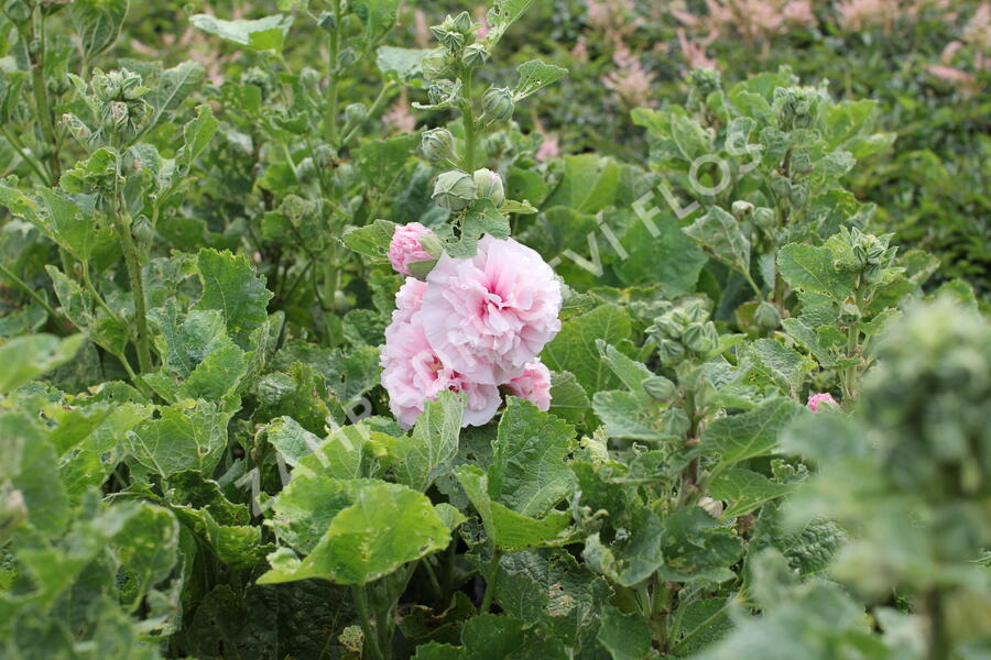 Topolovka růžová 'Chater's Pink' - Alcea rosea plena'Chater's Pink'