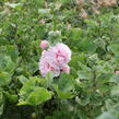 Topolovka růžová 'Chater's Pink' - Alcea rosea plena'Chater's Pink'