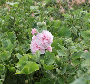 Topolovka růžová 'Chater's Pink' - Alcea rosea plena'Chater's Pink'