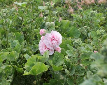 Topolovka růžová 'Chater's Pink'