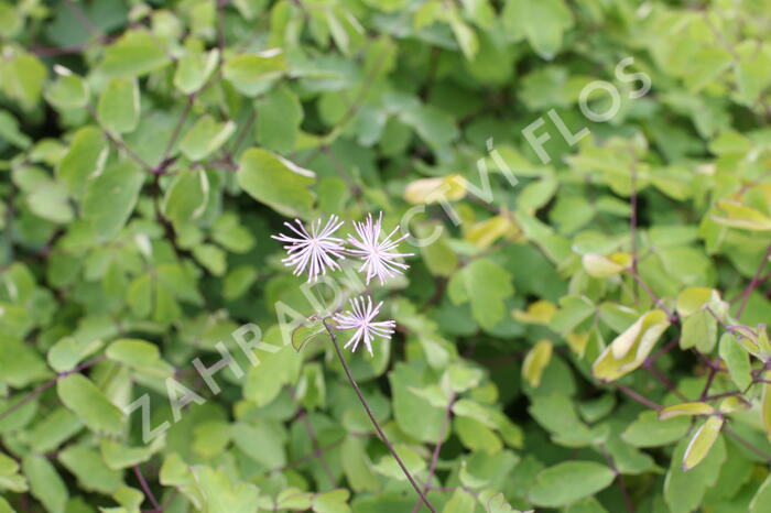 Žluťucha orlíčkolistá 'The Cloud' - Thalictrum aquilegifolium 'The Cloud'