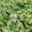 Žluťucha orlíčkolistá 'The Cloud' - Thalictrum aquilegifolium 'The Cloud'