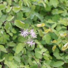 Žluťucha orlíčkolistá 'The Cloud' - Thalictrum aquilegifolium 'The Cloud'