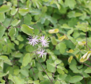 Žluťucha orlíčkolistá 'The Cloud' - Thalictrum aquilegifolium 'The Cloud'