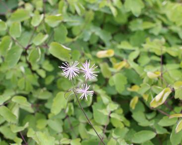 Žluťucha orlíčkolistá 'The Cloud'