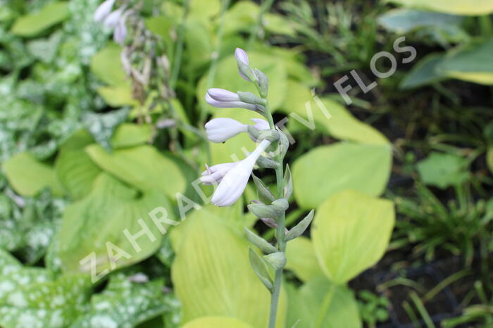 Bohyška 'August Moon' - Hosta 'August Moon'