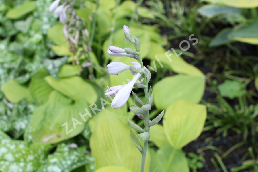 Bohyška 'August Moon' - Hosta 'August Moon'