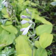 Bohyška 'August Moon' - Hosta 'August Moon'