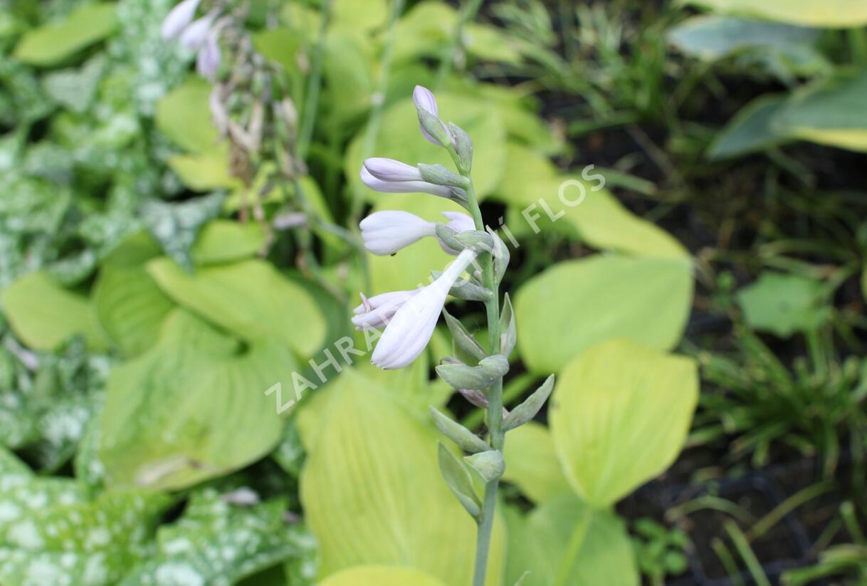 Bohyška 'August Moon' - Hosta 'August Moon'
