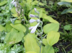 Bohyška 'August Moon' - Hosta 'August Moon'