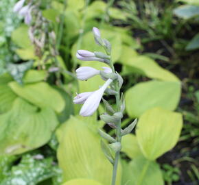 Bohyška 'August Moon' - Hosta 'August Moon'