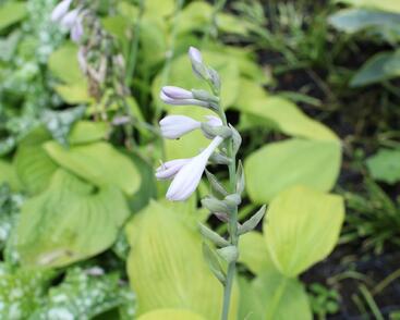 Bohyška 'August Moon'