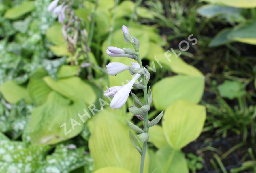Bohyška 'August Moon' - Hosta 'August Moon'