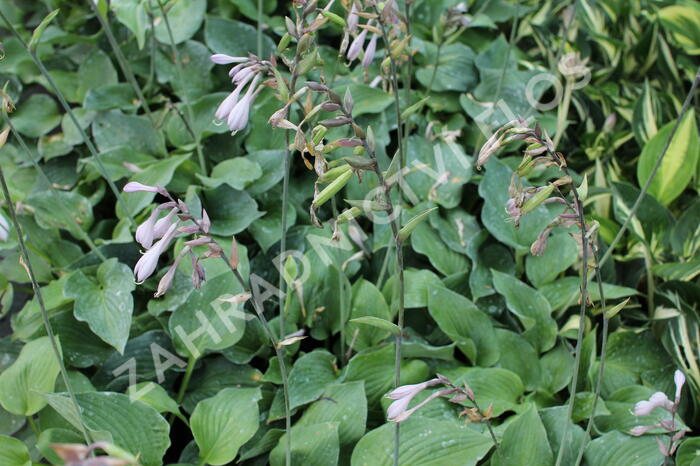 Bohyška 'Blue Boy' - Hosta 'Blue Boy'