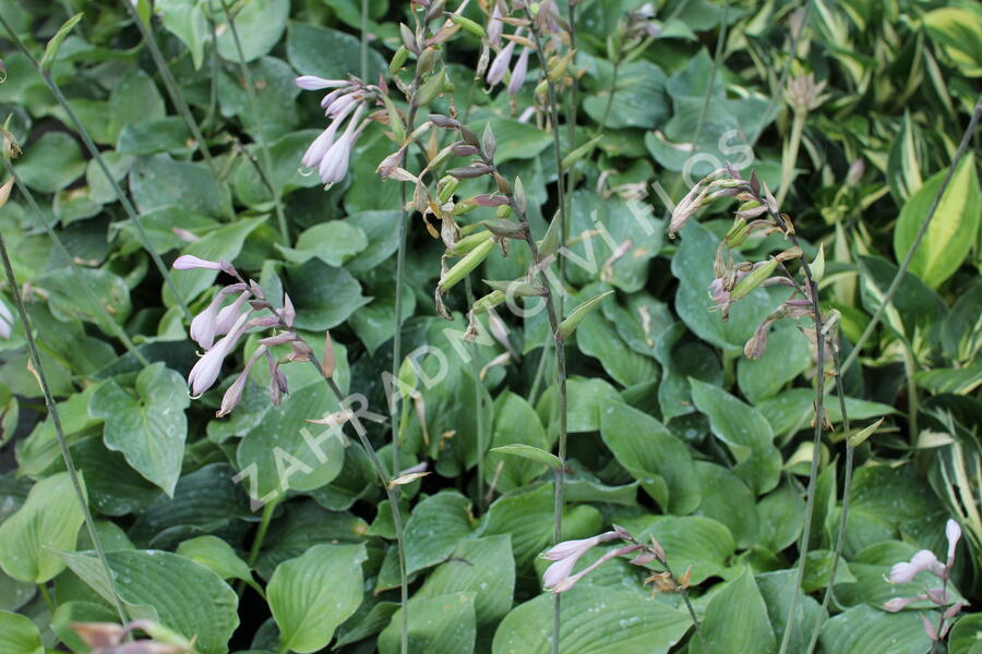 Bohyška 'Blue Boy' - Hosta 'Blue Boy'